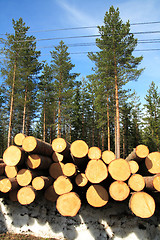 Image showing Cut logs at the edge of the forest