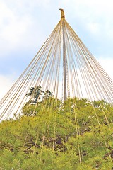 Image showing Yukitsuri tree branch support in Kenroku-en garden