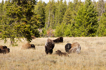 Image showing Yellowstone National Park, Utah, USA