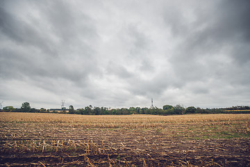 Image showing Corn crops on a field in the fall