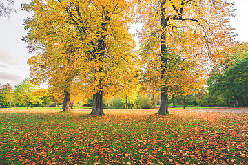 Image showing Yellow autumn leaves on colorful autumn trees