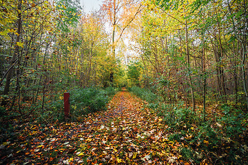 Image showing Forest at autumn with a nature trail