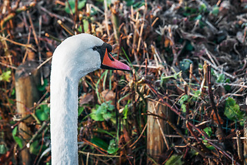 Image showing White swan with a long neck