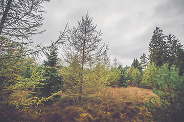 Image showing Scandinavian forest in autumn