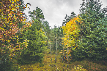 Image showing Autumn colors in a forest with pine trees