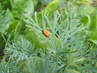 Image showing Colorado beetle larva