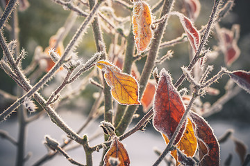Image showing Frost on golden leaves