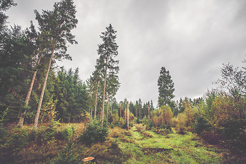 Image showing Scandinavian forest in autumn