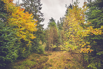 Image showing Colorful yellow leaves on trees