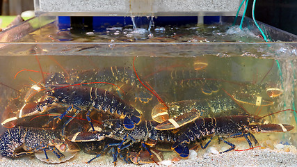 Image showing Lobsters in Water