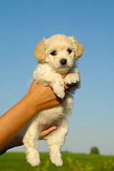 Image showing Holding sweet puppy in hands