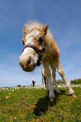 Image showing Young foal horse on field