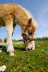 Image showing Horse foal is eating green grass