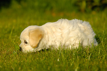 Image showing Bichon Havanais puppy dog