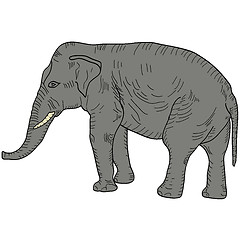 Image showing Sketch a large African elephant on a white background. illustration