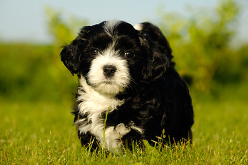 Image showing Bichon Havanais puppy dog