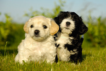 Image showing Black and white puppy dogs