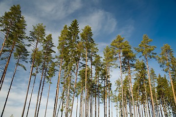 Image showing Tall pine trees