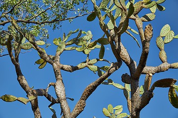 Image showing Cactus against blue sky