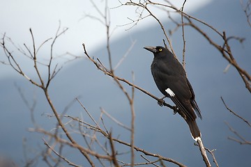 Image showing Bird on tree