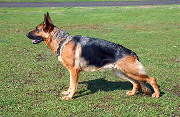 Image showing German Shepherd