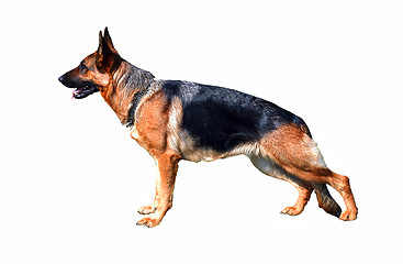 Image showing German Shepherd,  isolated