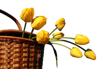 Image showing Basket with yellow tulips