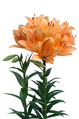 Image showing Orange lily with buds