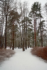 Image showing  footpath in a snowy park