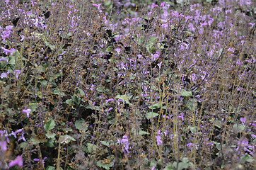 Image showing Plectranthus Mona Lavender flowers