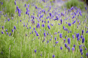 Image showing Lavender flowers in nature