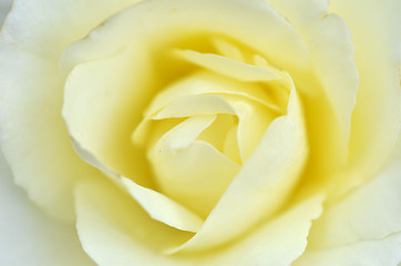 Image showing Beautifu yellow rose flower