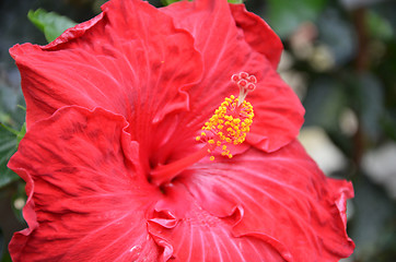 Image showing Flower of red hibiscus