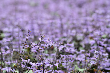 Image showing Plectranthus Mona Lavender flowers