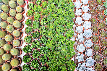 Image showing Group of small cactus in the pot