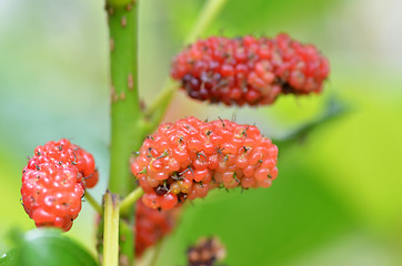 Image showing Red mulberry on the tree