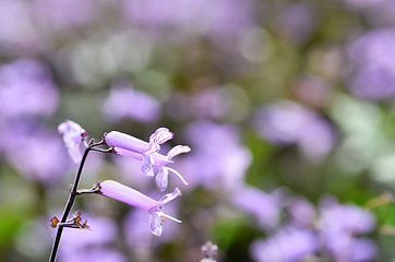 Image showing Plectranthus Mona Lavender flowers