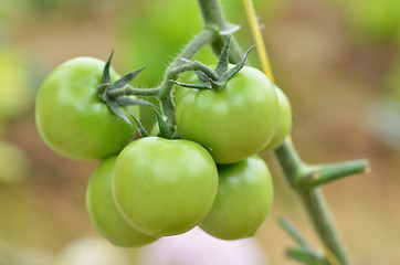 Image showing Unripe tomatoes fruit on green stems