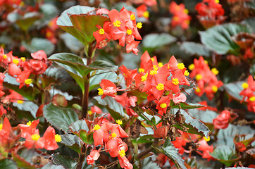 Image showing Flowers begonia. Begonia is a flower of extraordinary beauty