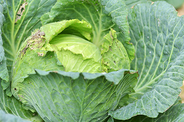 Image showing Green cabbage in a farm