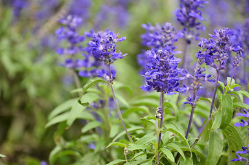 Image showing Blooming blue bugleweeds Ajuga