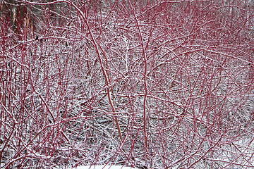 Image showing  Derain red bush in winter