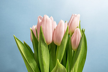 Image showing Spring Tulips