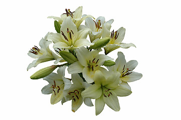 Image showing White lily-sphere.
