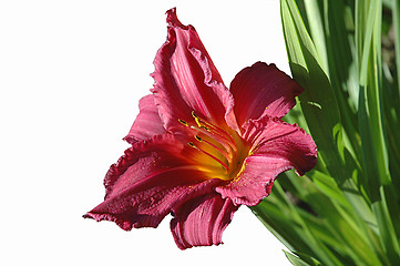 Image showing Purple day-lily.