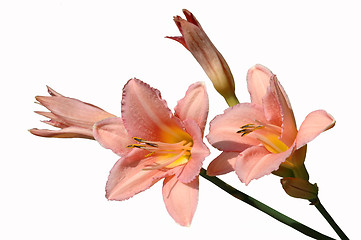 Image showing Day-lily, isolated