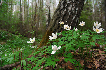 Image showing White Flowers in the Woods