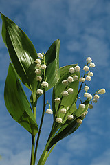 Image showing Lily of the valley