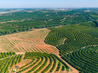 Image showing Aerial View Orange Trees Plantation