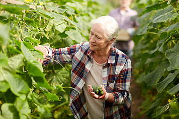 Image showing old woman picking cucumbers up at farm greenhouse